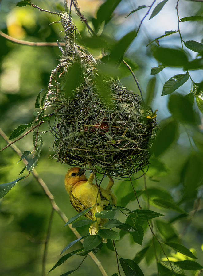 Bird Photograph - Tavera Golden Weaver under nest entrance by Tito Santiago
