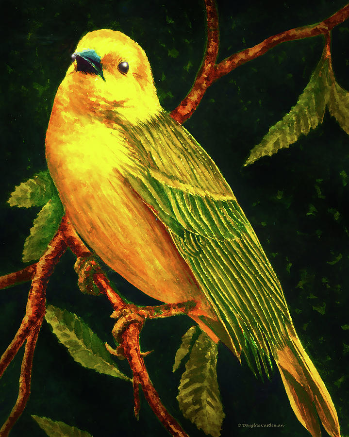 Taveta Golden Weaver Painting by Douglas Castleman