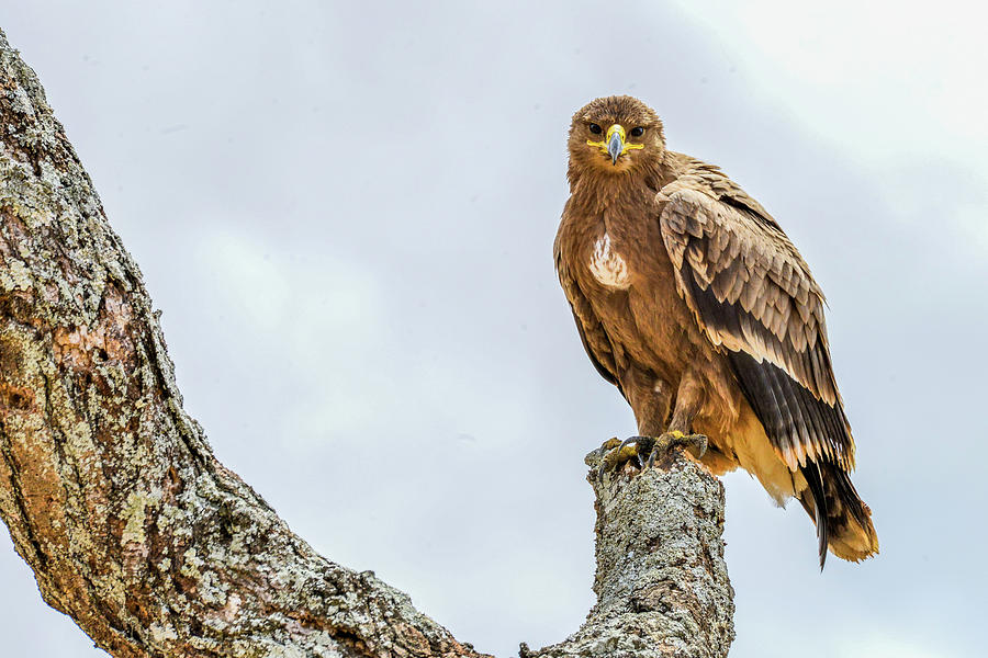 Tawny Eagle Photograph by Marilyn Burton