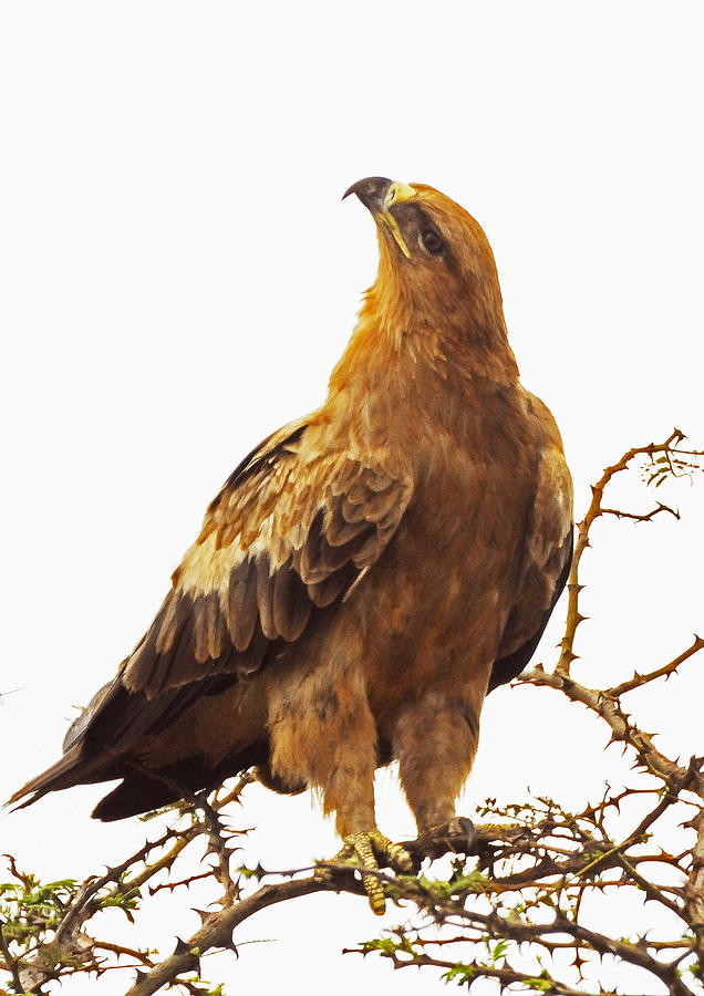 Tawny Eagle Photograph by Patrick Kain