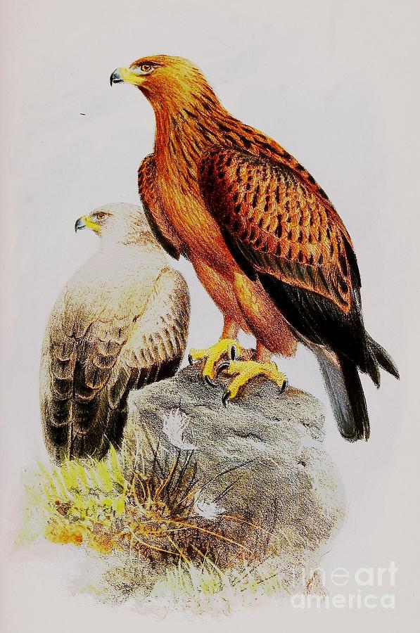 Tawny Eagle Painting by Thea Recuerdo