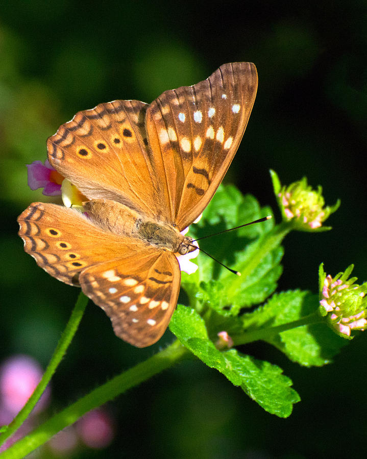 Tawny Emperor Photograph by Bonnie Griest