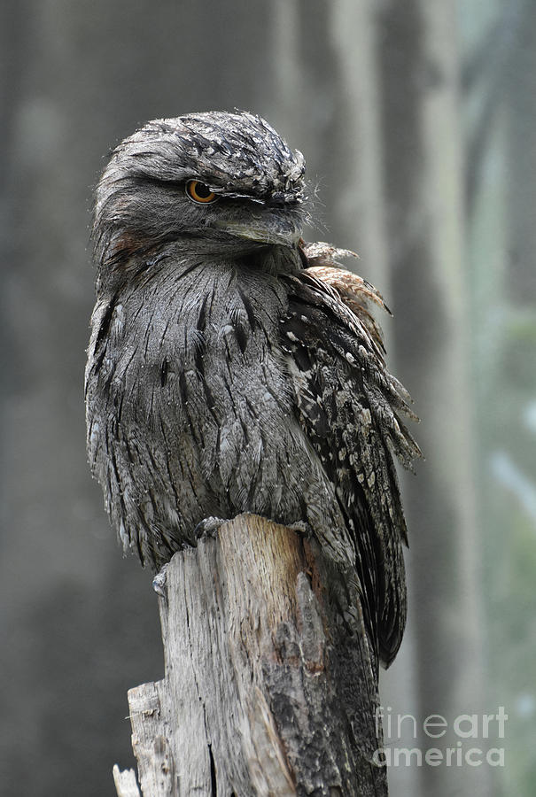 Tawny Frogmouth Bird Perched on a Tree Stump Photograph by DejaVu Designs