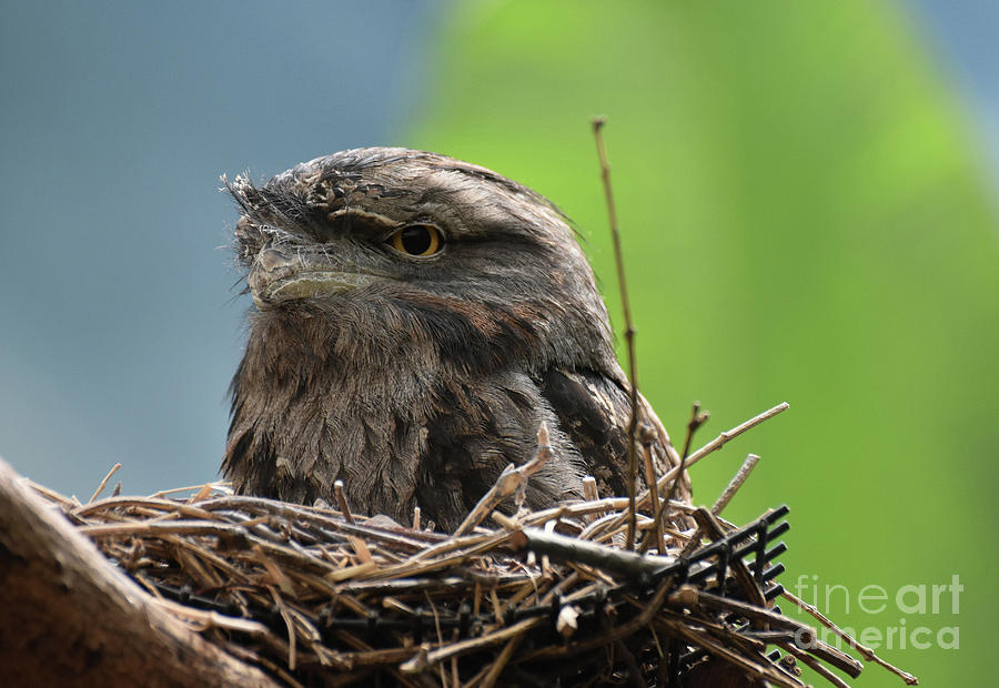 Tawny Frogmouth Bird Sitting in a Nest Made of Sticks Photograph by DejaVu Designs