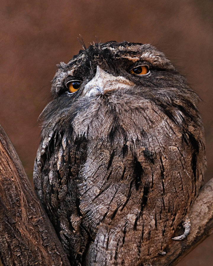 Tawny Frogmouth from Australia Photograph by Mitch Spence