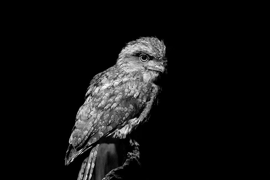 Nature Photograph - Tawny Frogmouth In Black And White by Miroslava Jurcik