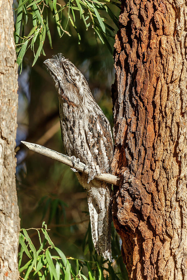 Tawny Frogmouth Photograph by Robert Caddy