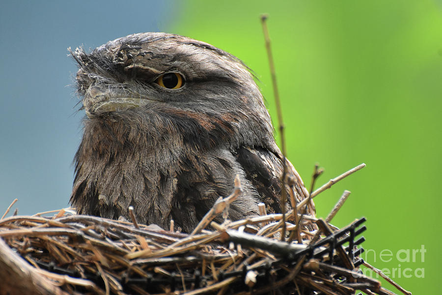 Tawny Frogmouth Sitting in a Birds Nest Made of Sticks Photograph by DejaVu Designs