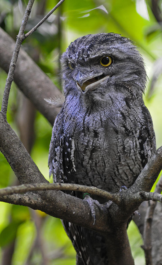 Tawny Frogmouth Photograph by Winston D Munnings