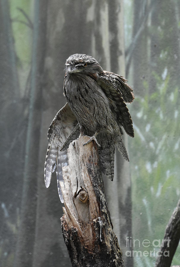 Tawny Frogmouth With Its Eyes Closed And Wing Extended Photograph by DejaVu Designs