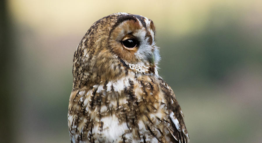 Owl Photograph - Tawny little owl by Silviu Dascalu