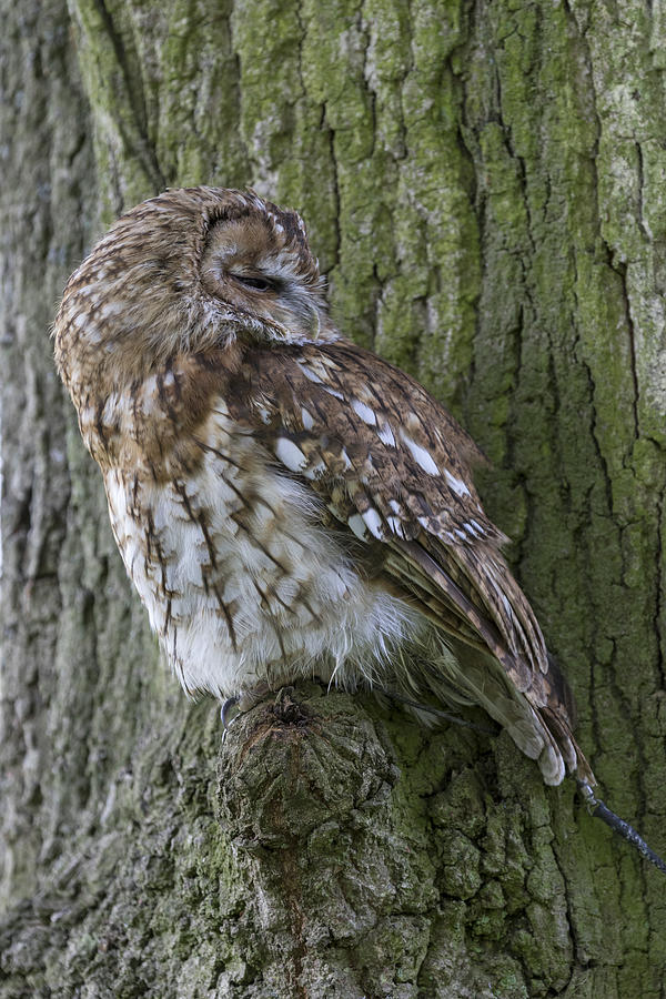 Tawny Owl Photograph by Chris Smith