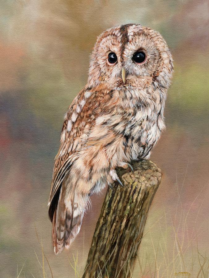 Owl Painting - Tawny Owl by David Stribbling