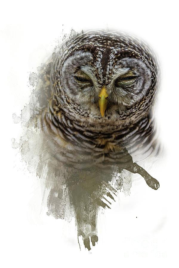 Tawny Owl Photograph by Eva Lechner