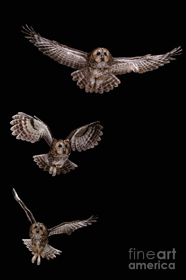 Tawny Owl flight sequence Photograph by Warren Photographic