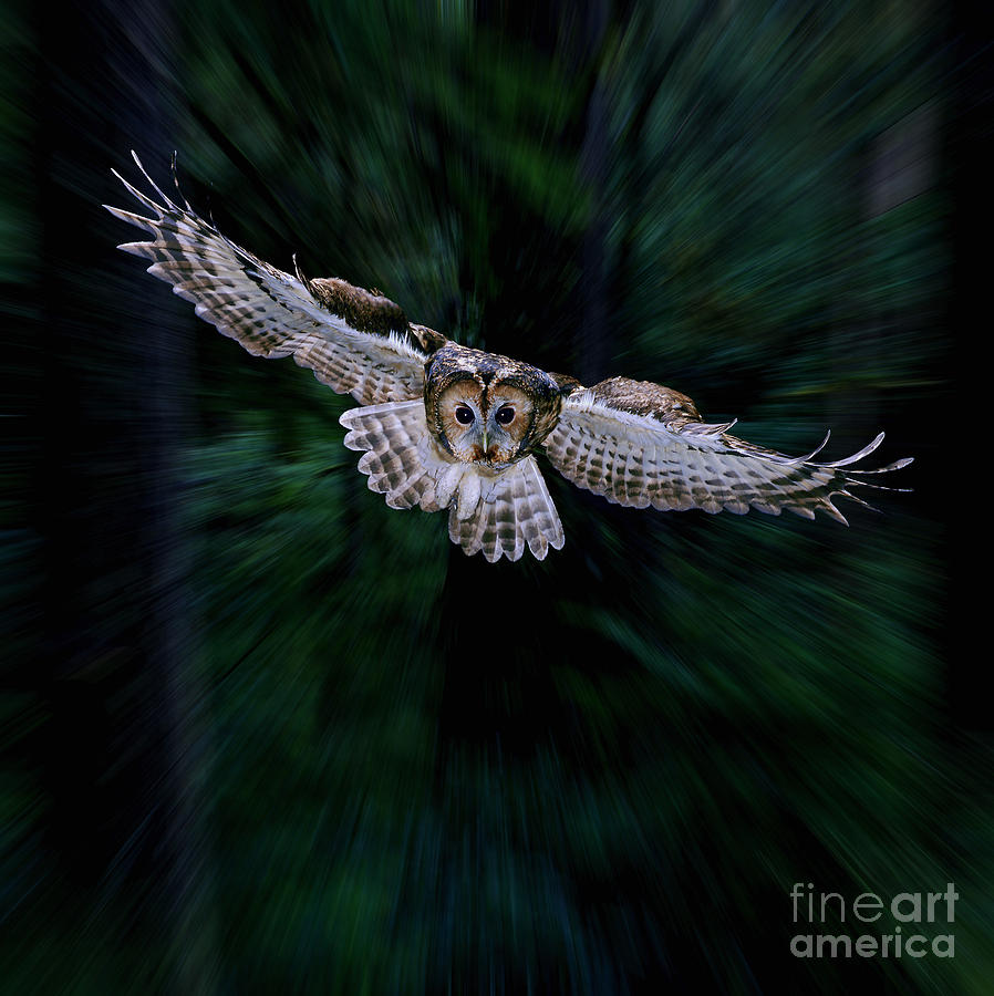 Tawny Owl flying through Woods Photograph by Warren Photographic