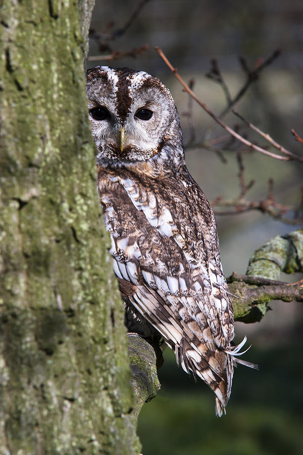 Tawny Owl in a Woodland Photograph by Andy Myatt