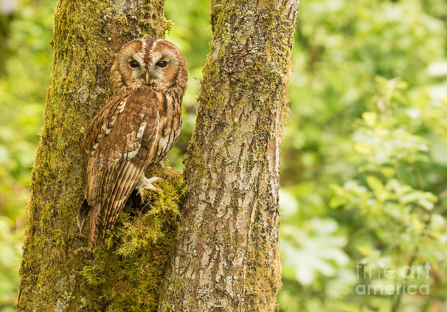 Tawny Owl Photograph by Keith Thorburn LRPS EFIAP CPAGB