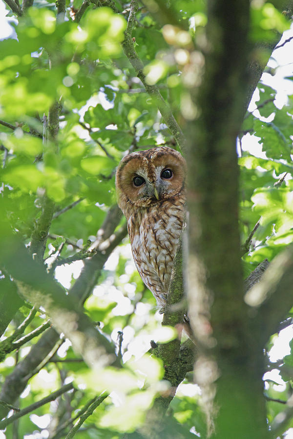 Tawny Owl Photograph by Pete Walkden