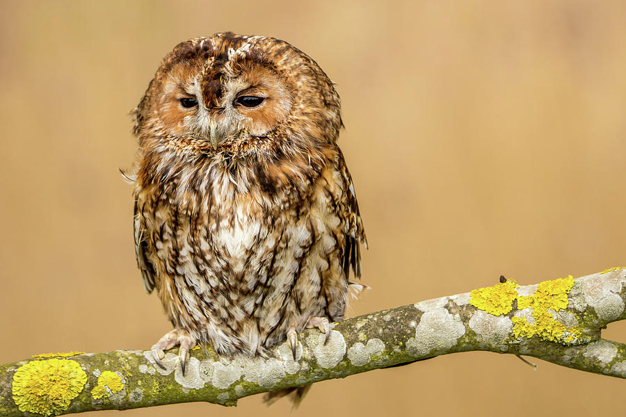 Tawny Owl Portrait Photograph by SydsPics Photography - Fine Art America