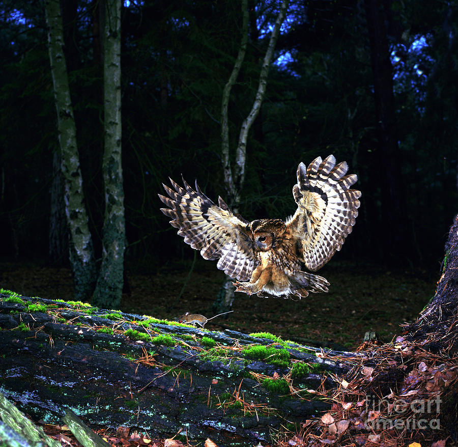 Tawny Owl pouncing a mouse Photograph by Warren Photographic