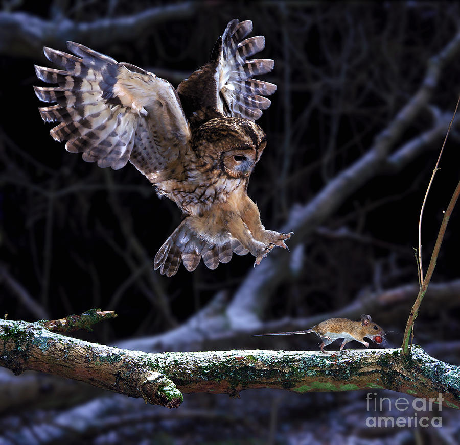 Tawny Owl pouncing a running mouse Photograph by Warren Photographic
