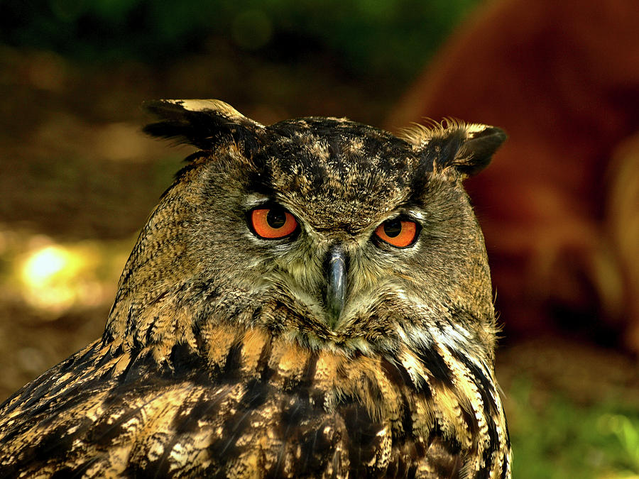 Tawny Owl Photograph by Richard Denyer