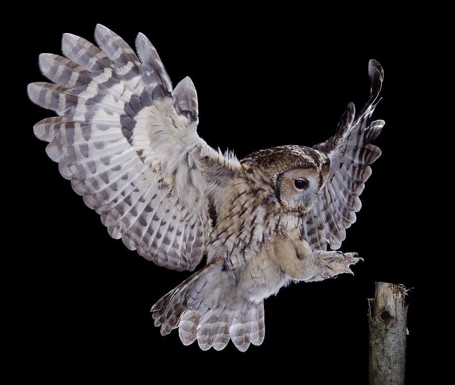 Tawny Owl Strix Aluco Landing, England Photograph by Kim Taylor