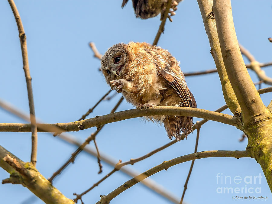 Tawny Owlet Photograph by Don De la Rambelje - Pixels