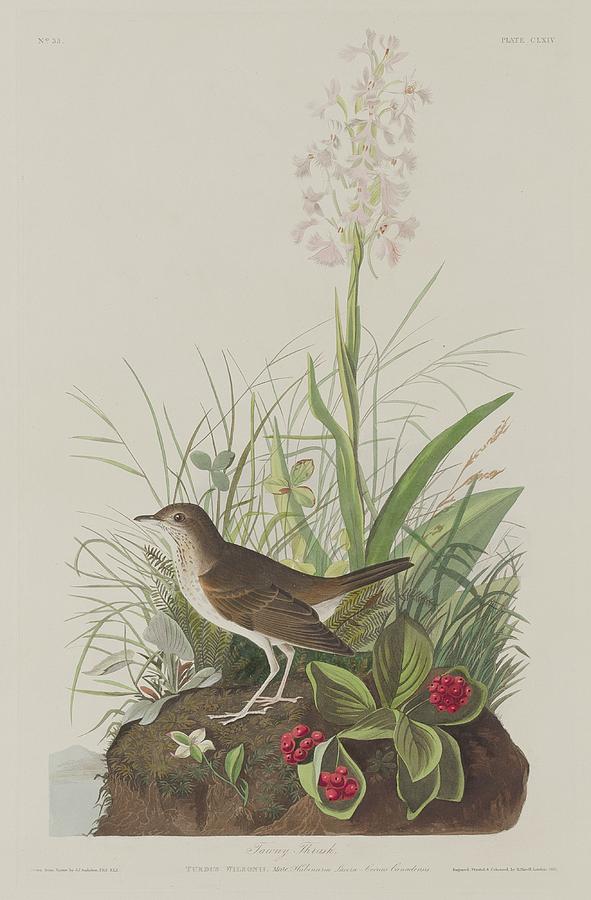 John James Audubon Drawing - Tawny Thrush by Dreyer Wildlife Print Collections 
