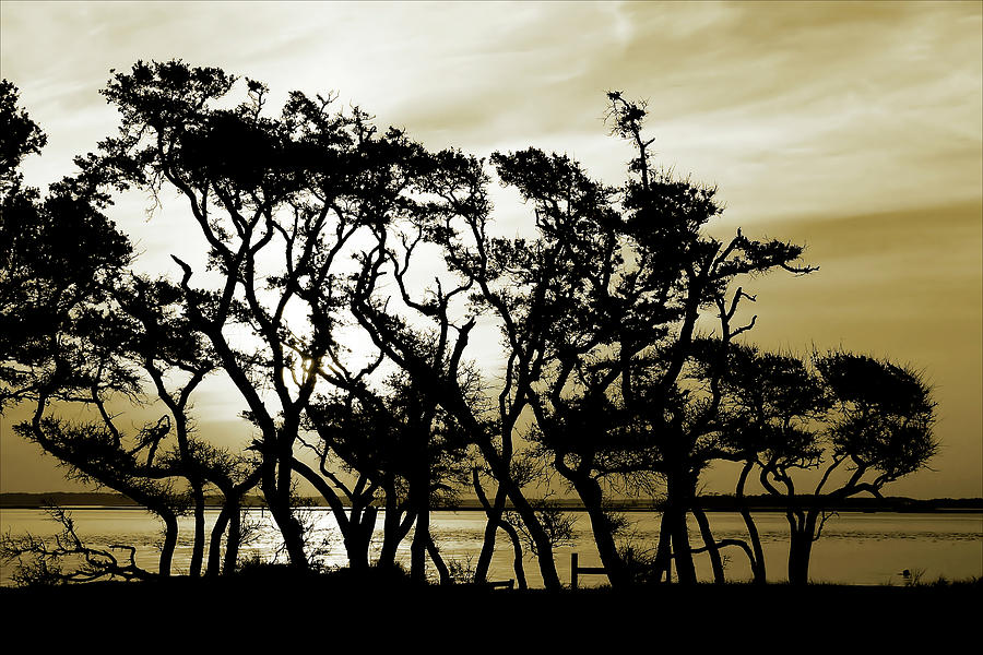 Tree Photograph - Taylor Creek Sunrise 1 by Alan Hausenflock