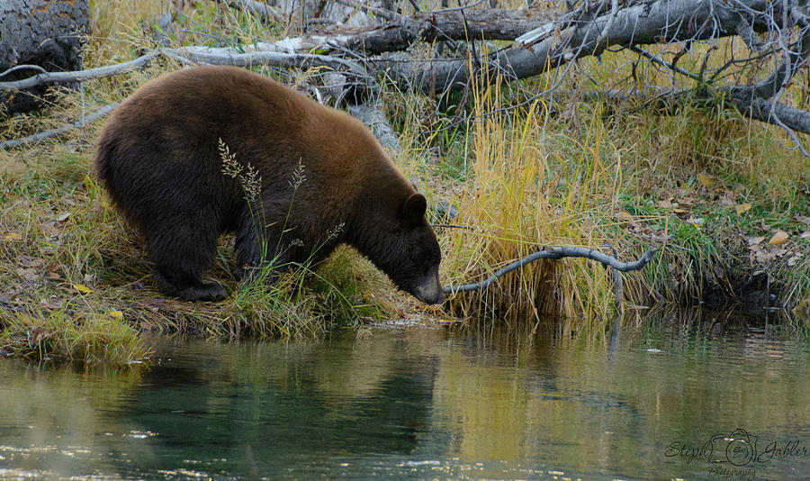 Taylor the Bear Photograph by Steph Gabler