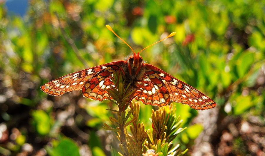 Taylors Checkerspot Fuzzy Underbelly Photograph by Maxwell Krem
