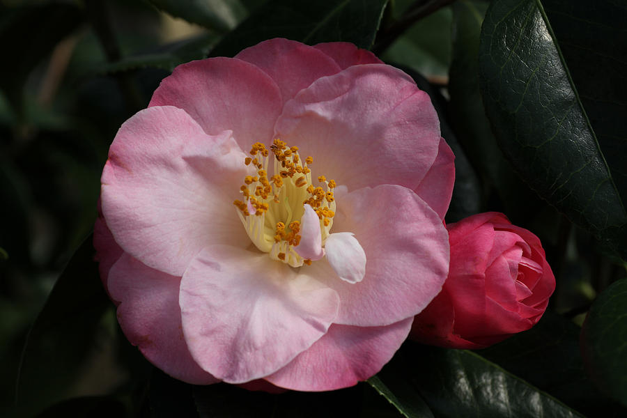 Taylors Perfection Camellia Photograph by Tammy Pool