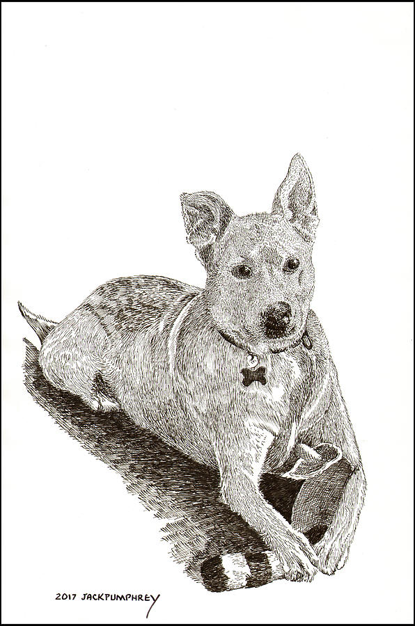 Taz  Rescue pound dog Drawing by Jack Pumphrey