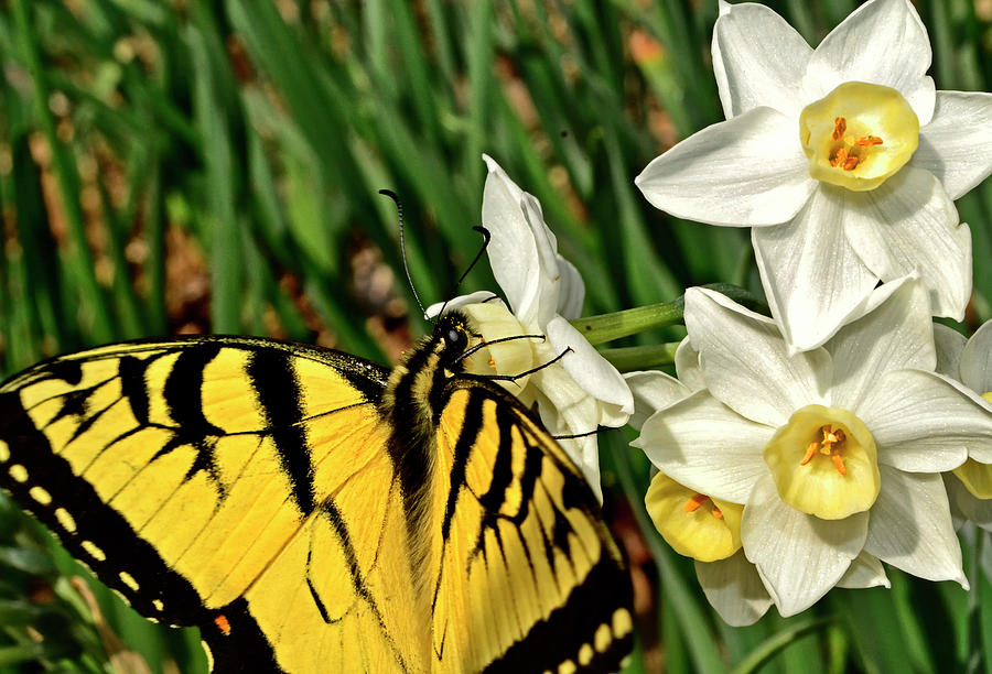 Tazetta Daffodil And A Swallowtail Butterfly 001 Photograph by George Bostian