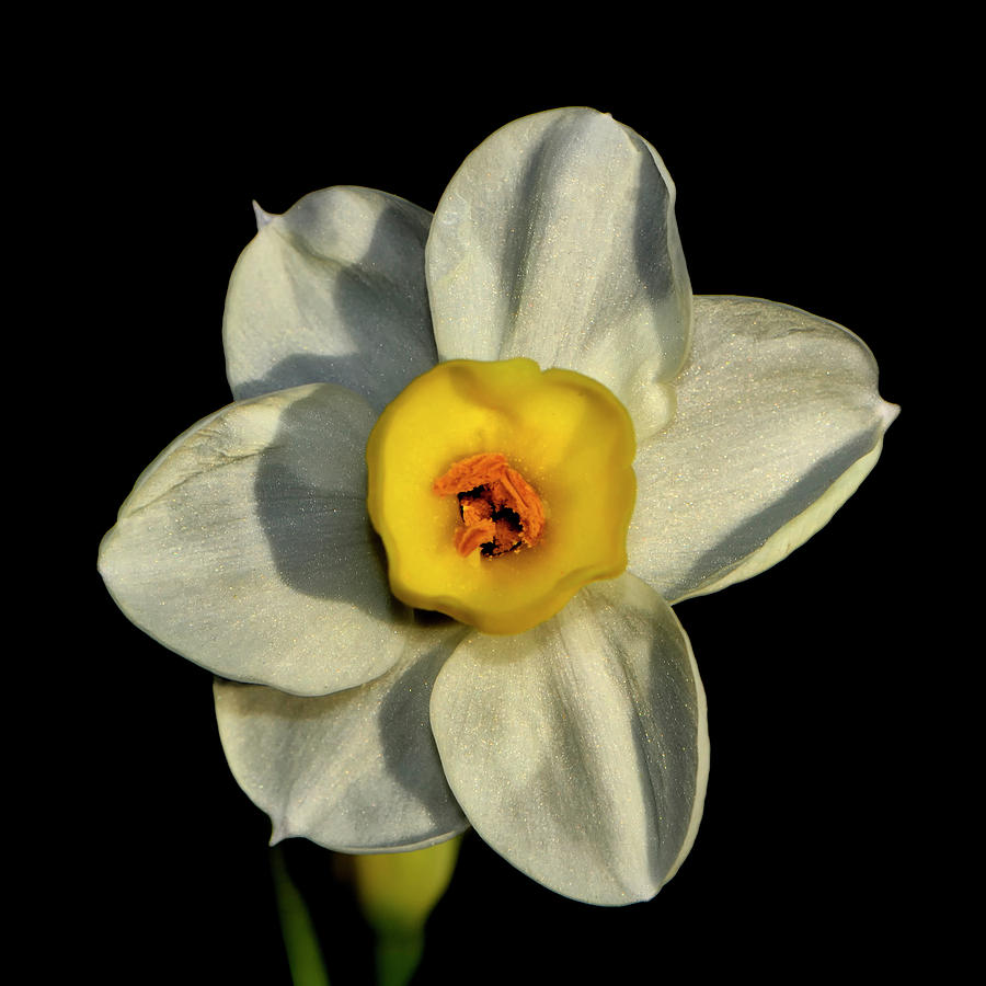 Tazetta Daffodil - Narcissus Avalanche 001 Photograph by George Bostian