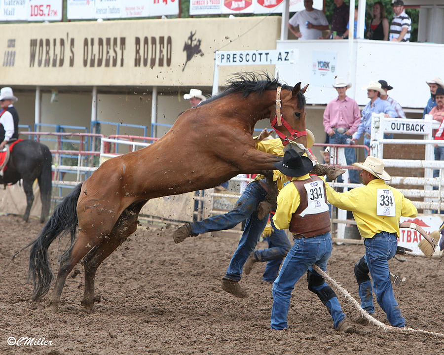 Horse Photograph - TBR in Prescott. by Carol Miller