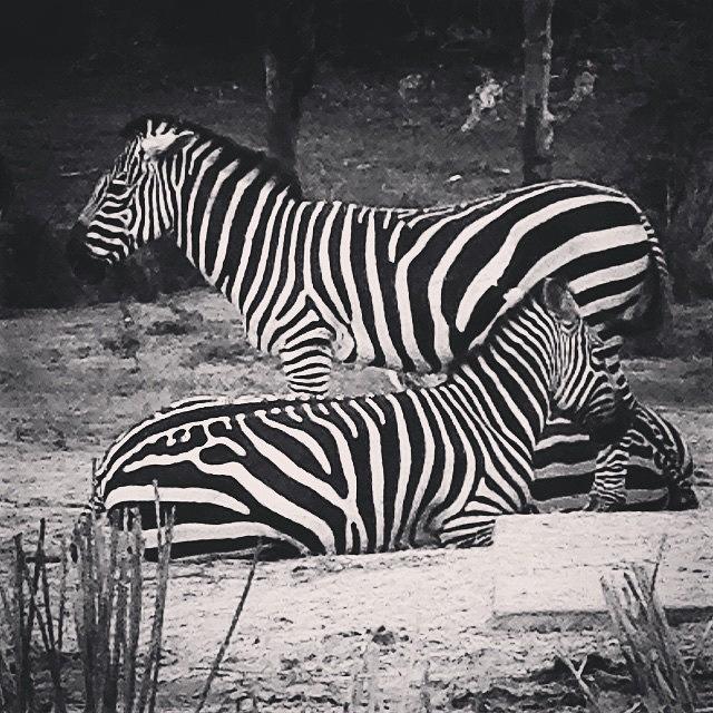 Zebra Photograph - Black and White by Kate Arsenault 