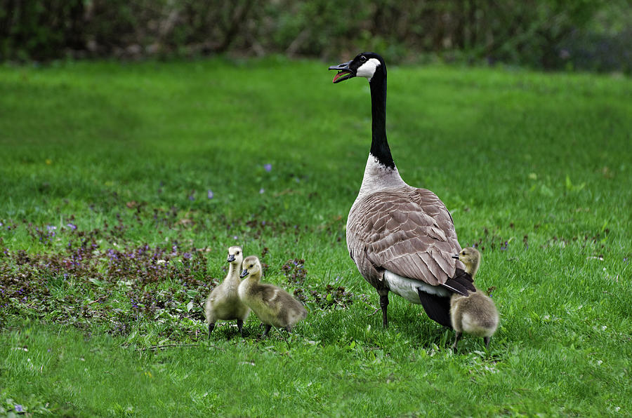 Te Protector Photograph by Cheryl Cencich - Fine Art America