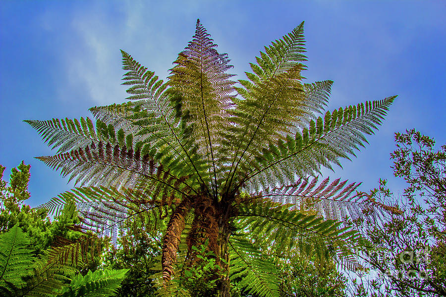 Te Puia Photograph - Te Puia Palm Tree by Roberta Bragan