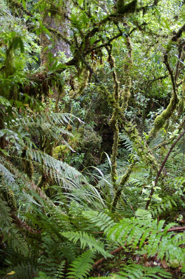 Te Waonui a Tane Photograph by James Cannon - Pixels