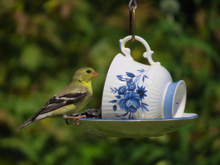 Tea Bird Photograph by MTBobbins Photography