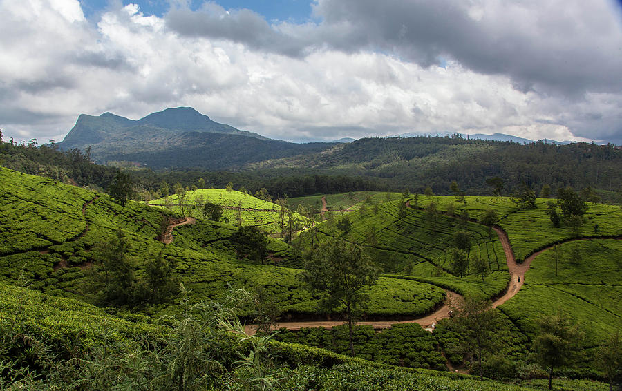 Tea Land Photograph by Pavel Sorokin - Fine Art America