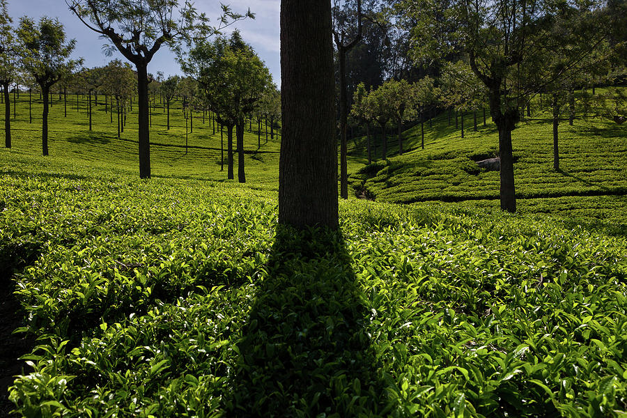 India Photograph - Tea by Marji Lang India Photograph - Tea by Marji Lang
