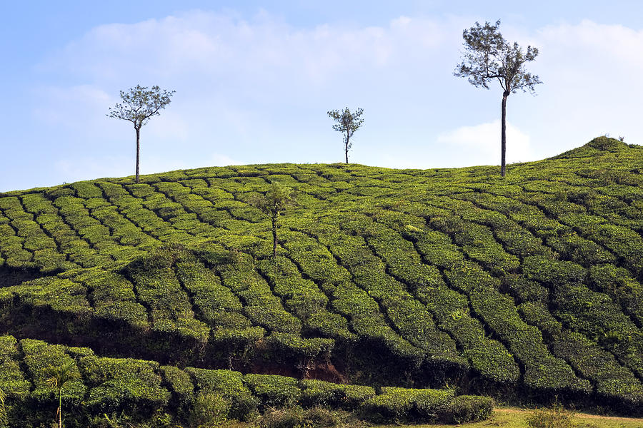 Tea planation in Kerala - India Photograph by Joana Kruse