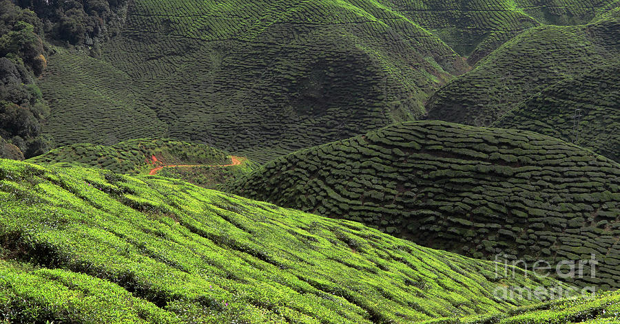 Tea Plantation in Malaysia Photograph by Charline Xia