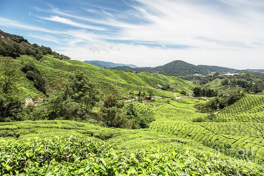 Tea plantation in the Cameron Highlands Photograph by Didier Marti