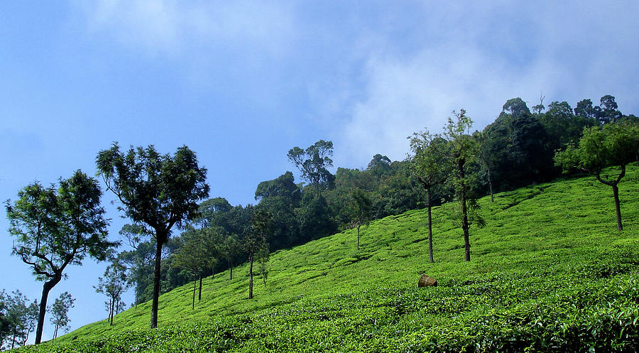 Tea Photograph - Tea Plantation near Ooty, India by Misentropy