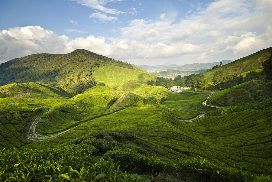 Tea Plantation Photograph by Ng Hock How